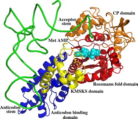 aa trna synthetase|methionyl trna synthetase.